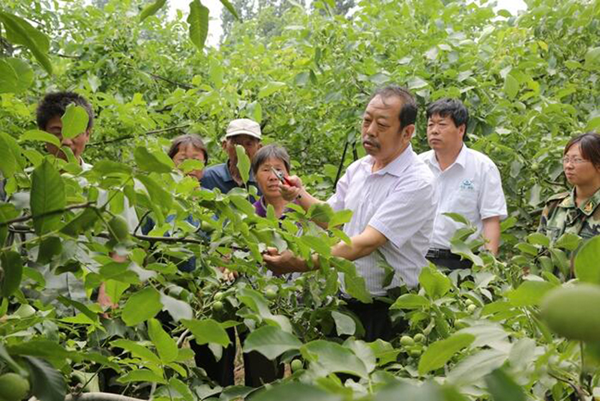 圖為李保國在田間為農戶講解核桃栽培實用技術。